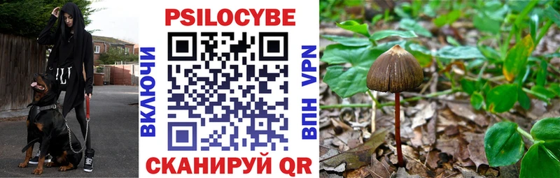 дарк нет официальный сайт Ясный Псилоцибиновые грибы GOLDEN TEACHER